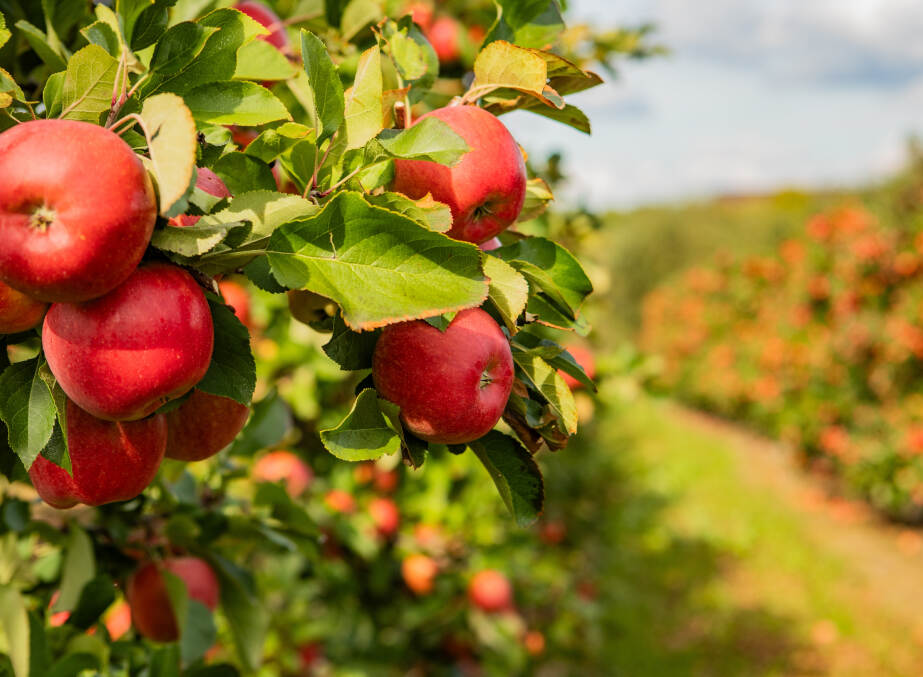 You can enjoy walking into Apple gardens
