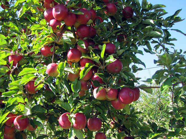 Bomdila is very famous for its Apple cultivation