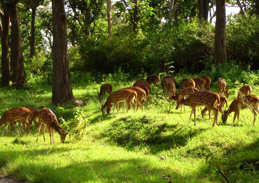 A dense forest sanctuary near Raipur with leopards, sloth bears, and diverse wildlife.
