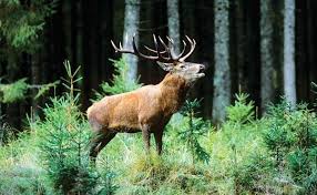 Dachigam National Park, near Srinagar, Jammu and Kashmir