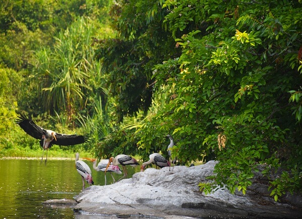 Birds at Dr. Salim Ali Bird Sanctuary Goa