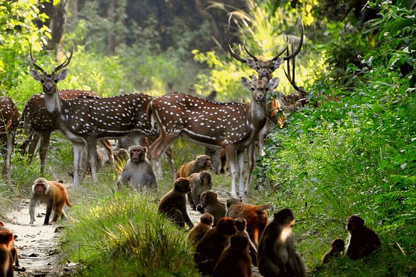 Birdwatching at Kishanpur, a wild place to visit near Kanpur.