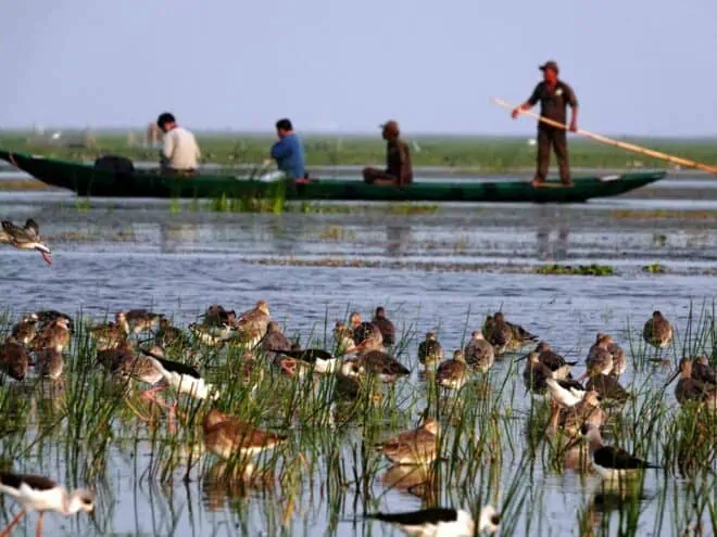 Mangalajodi Wetlands, birdwatching places to visit near Bhubaneswar.