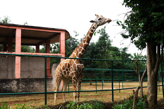 Nandankanan Zoo, among the top places to visit in Bhubaneswar for wildlife enthusiasts.