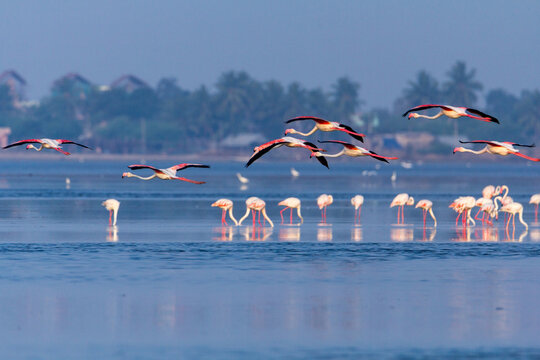 Scenic Pulicat Lake, India's second-largest brackish water lagoon, dotted with flamingos, fishing boats, and serene backwaters along the Andhra-Tamil Nadu border.