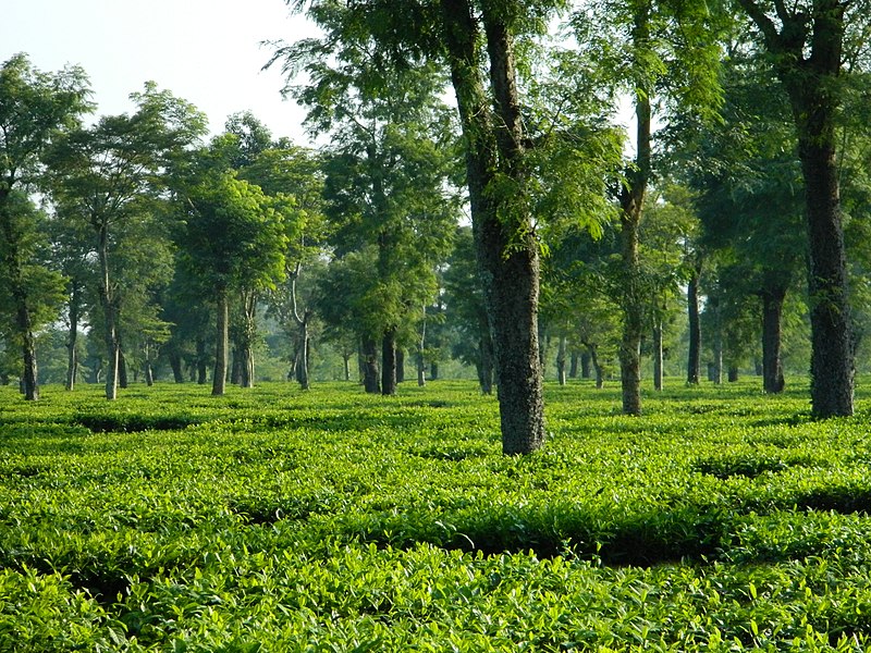 Dibrugarh is famous for tea garden all around
