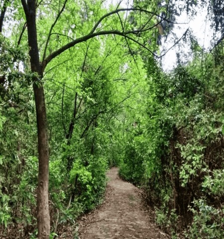 Situated near Lunglei and is a dense forest area