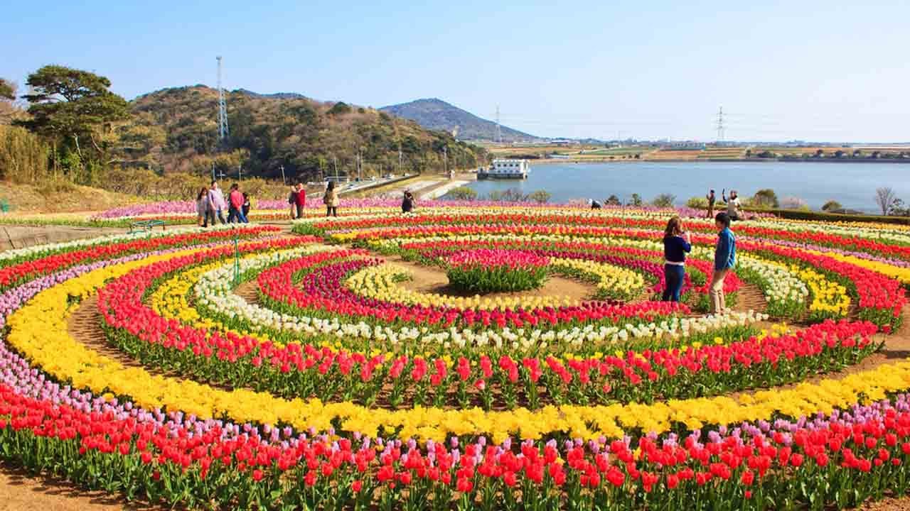 Indira Gandhi Memorial Tulip Garden, Srinagar, Jammu and Kashmir