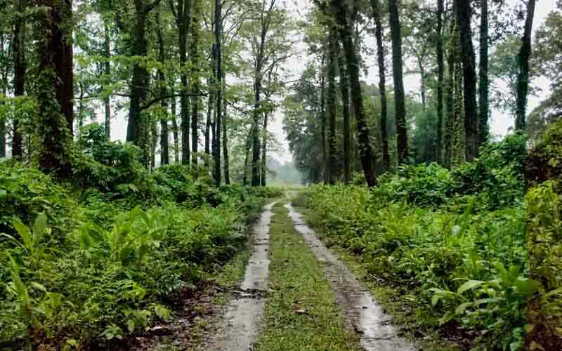 A dense forest of Siliguri and is home to many animals & birds.