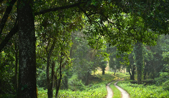 It is a gateway to park where many animals live