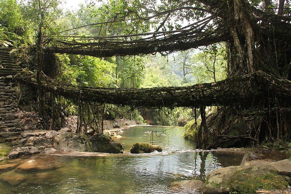 This is a naturally build rubber tree by khasi people of Cherrapunji.