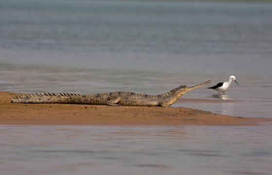 A gharial basking on the sandy banks of the Chambal River.