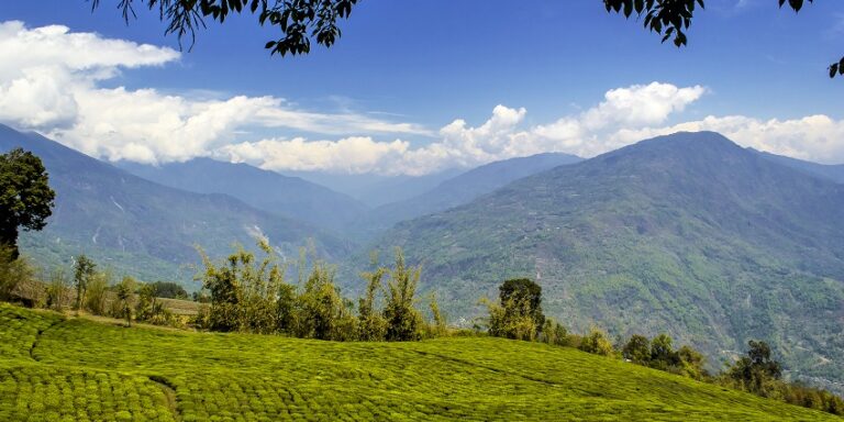 Namsai is also known for its tea gardens