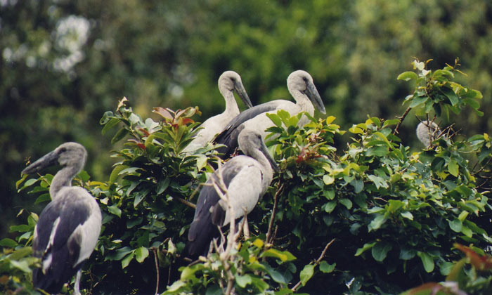 A close-up of two Asian openbill storks, showing their distinctive gap between the mandibles.