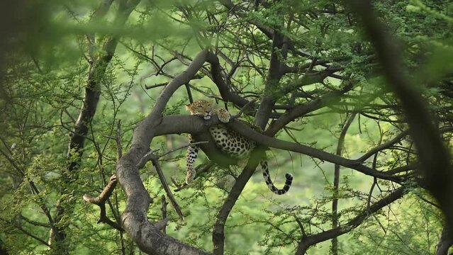 A herd of elephants crossing a forest road in Bandipur National Park, showcasing the diverse wildlife of South India's Famous Wildlife & Bird Sanctuaries.