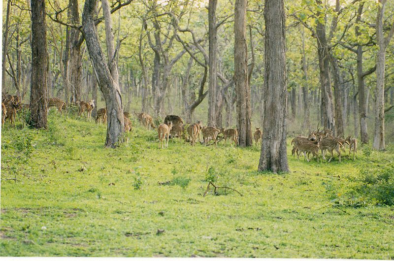 A majestic tiger sighting in Bandipur National Park, a premier destination among South India's Famous Wildlife & Bird Sanctuaries.