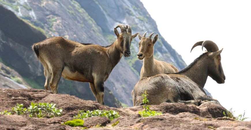 The unique, high-altitude grassland habitat of the endangered Nilgiri Tahr in Eravikulam National Park, a distinct member of South India's Famous Wildlife & Bird Sanctuaries.The unique, high-altitude grassland habitat of the endangered Nilgiri Tahr in Eravikulam National Park, a distinct member of South India's Famous Wildlife & Bird Sanctuaries.