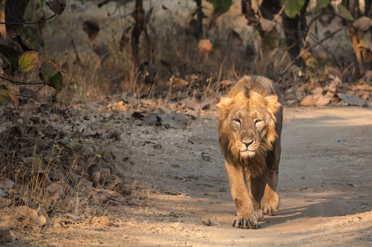 A powerful male Asiatic Lion walking through the dry, deciduous forest of Gir National Park, a famous wildlife sanctuary in West India.