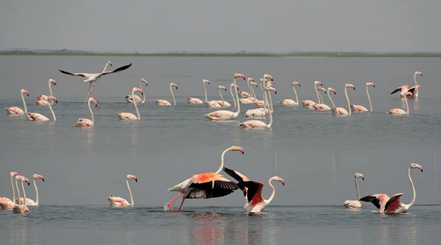 A large flock of pink Greater Flamingos standing in shallow blue water.