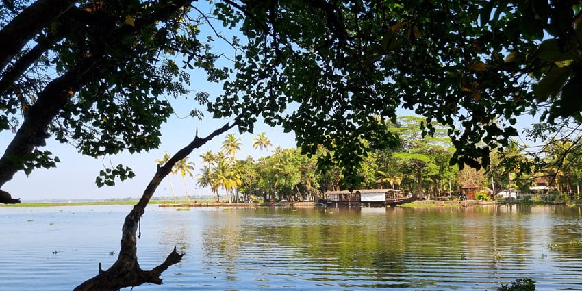 A vibrant kingfisher perched on a mangrove branch in the Kumarakom Bird Sanctuary, a serene haven in South India's Famous Wildlife & Bird Sanctuaries.