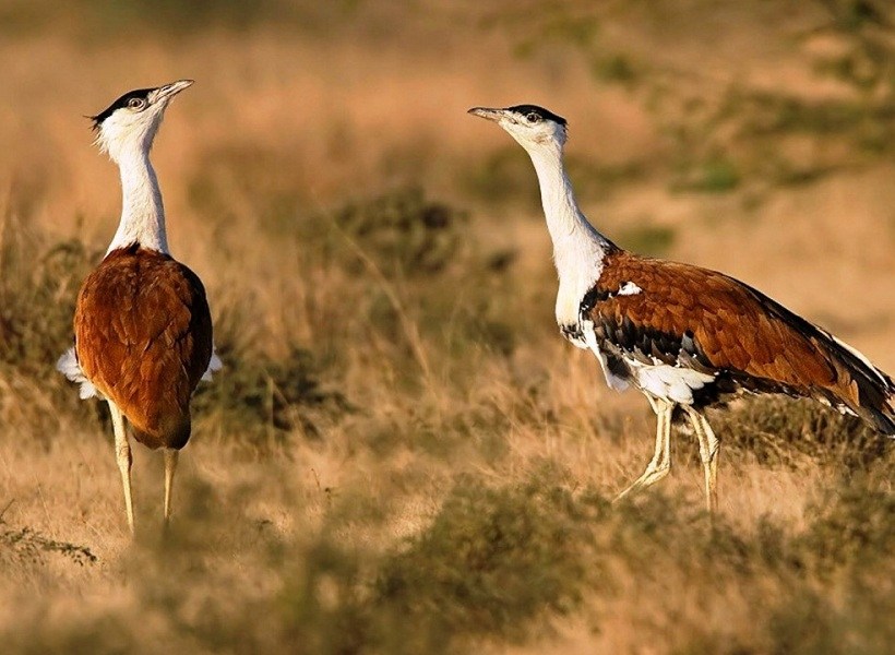 A Great Indian Bustard in flight over the grasslands of the Kutch sanctuary, a famous bird sanctuary in West India.