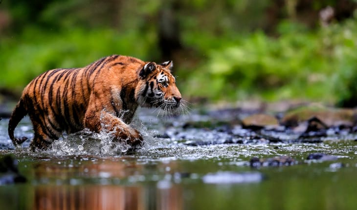 A spotted deer or chital in the lush grasslands of Nagarhole National Park, a key part of South India's Famous Wildlife & Bird Sanctuaries.