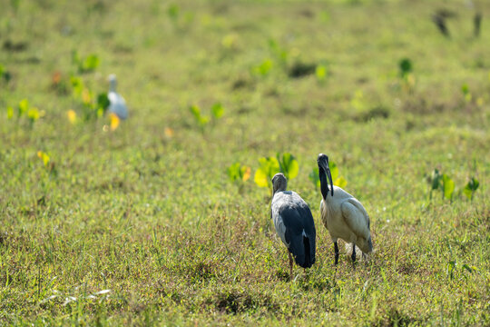 A large flock of birds taking flight over the river at Ranganathittu Bird Sanctuary, a spectacular scene from South India's Famous Wildlife & Bird Sanctuaries.