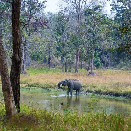 A panoramic view of the dense forests and misty hills of the Wayanad Wildlife Sanctuary, part of the Nilgiri Biosphere Reserve.