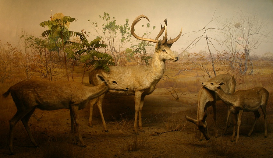 Very much famous for is rare species