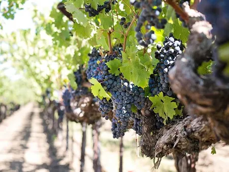 Champhai is famous for wine production