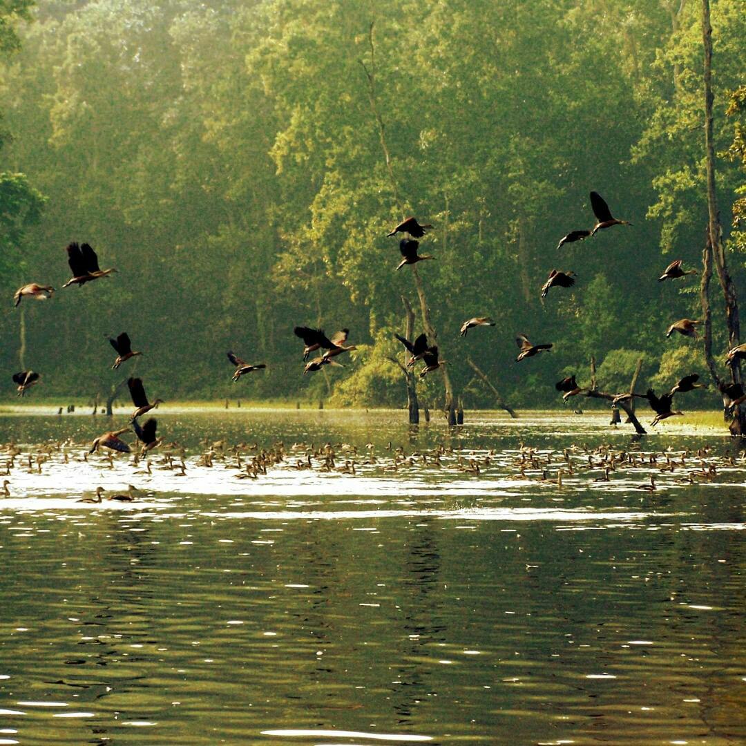 Northeast India's Famous Wildlife and bird Sanctuary are very special for sight seeing.
