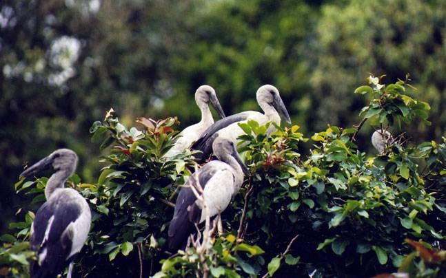 A flock of Asian openbill storks wading in a wetland with their distinctive gap-filled beaks.