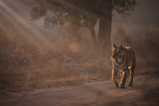 Central India's Famous Bird & Wildlife Sanctuaries - Bandhavgarh National Park, known for its high tiger density.