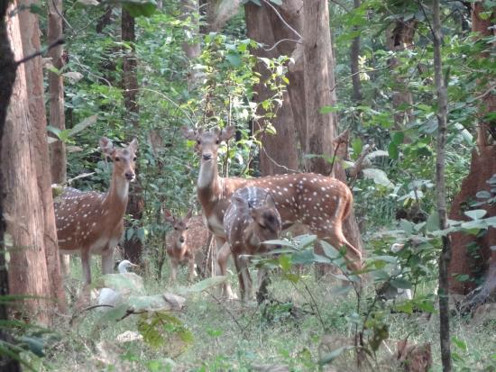 Central India's Famous Bird & Wildlife Sanctuaries - Barnawapara Wildlife Sanctuary in Chhattisgarh, home to bisons and leopards.