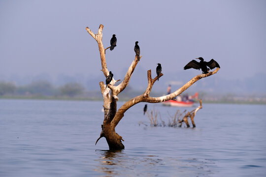 A large flock of Greater Flamingos standing in the shallow waters of the Ujani Dam backwaters at Bhigwan.