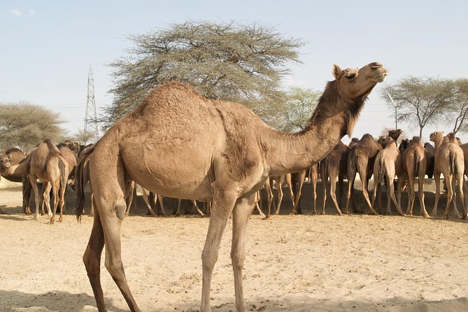 Visit the unique Camel Breeding Farm, an interesting place to visit in Bikaner.