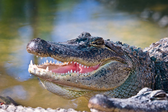 A crocodile basking in the sun at Crocodile Bank, a popular wildlife place to visit in Mahabalipuram.