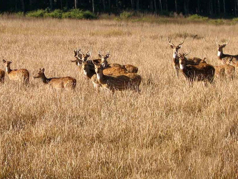 A scenic view of the forest and lake at the Gajner wildlife sanctuary.