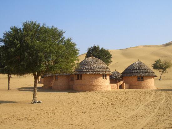 Bikaner a camel caravan on the golden sand dunes near Khimsar village.