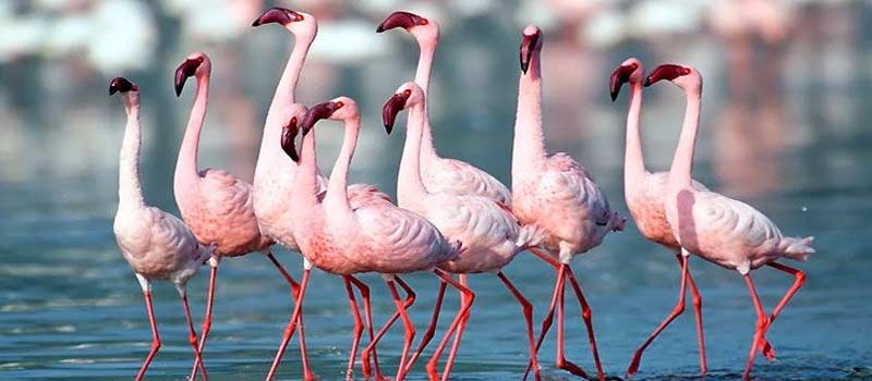 A large congregation of pink Lesser Flamingos feeding in a shallow, saline lake.
