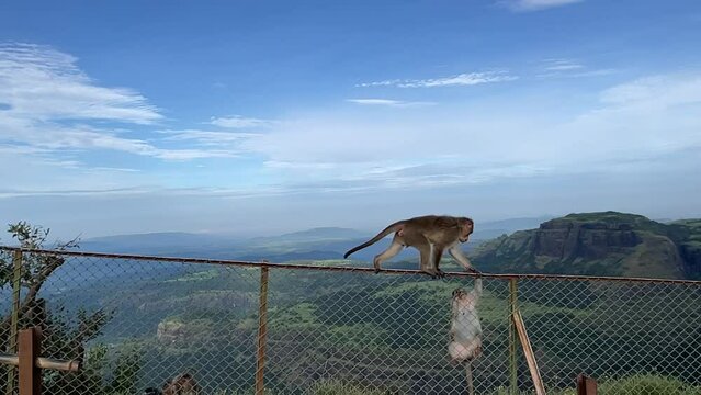 Kasauli the panoramic view from Monkey Point, the highest peak with its Hanuman temple.