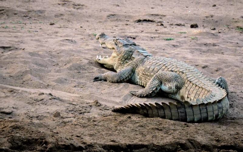 A river crocodile, known as a gharial, basking on the sandy banks of the Chambal River.