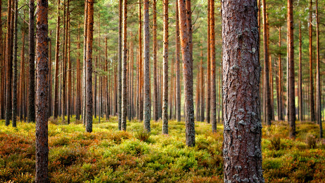 A straight path leading through a tall, dense pine forest with sunlight filtering through the trees.