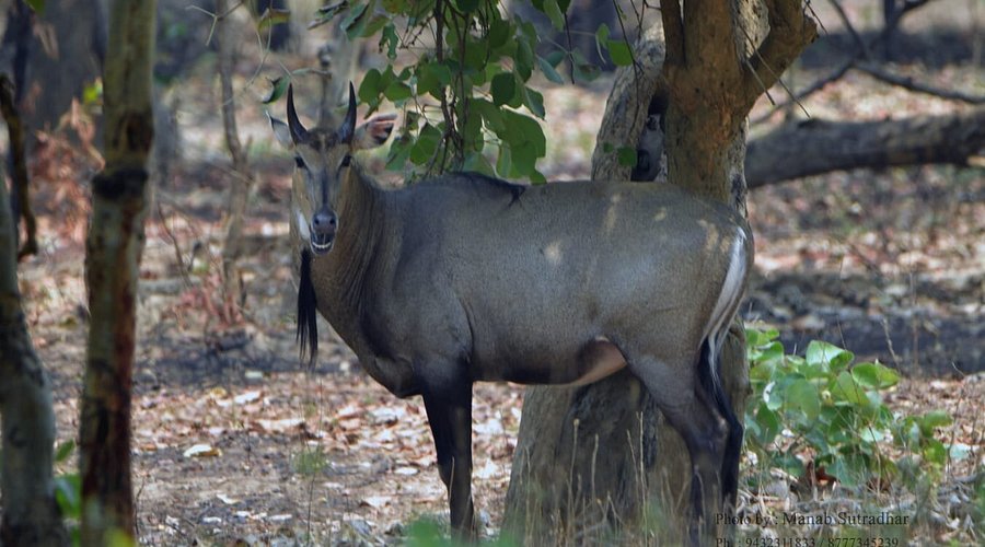 Central India's Famous Bird & Wildlife Sanctuaries - Sanjay Dubri National Park, a dense forest haven in the Sidhi district.