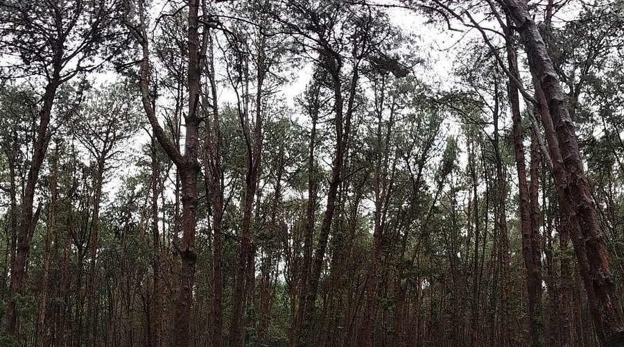A sunlit path winding through the dense, green trees of St. Mary's Forest.