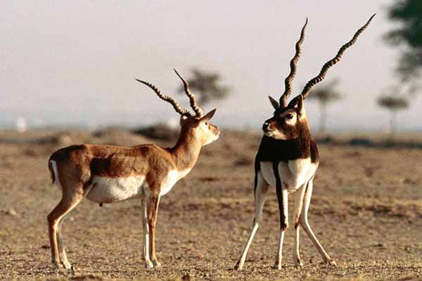 Witness wildlife at Tal Chhapar Sanctuary, a natural place to visit near Bikaner.