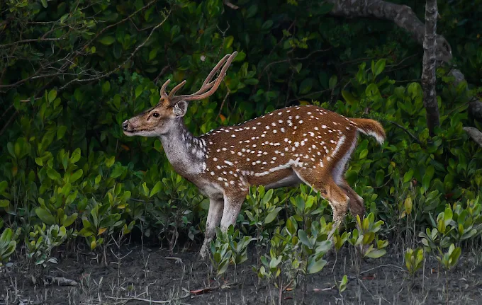 East India's Famous Wildlife and Bird Sanctuary is full of adventure