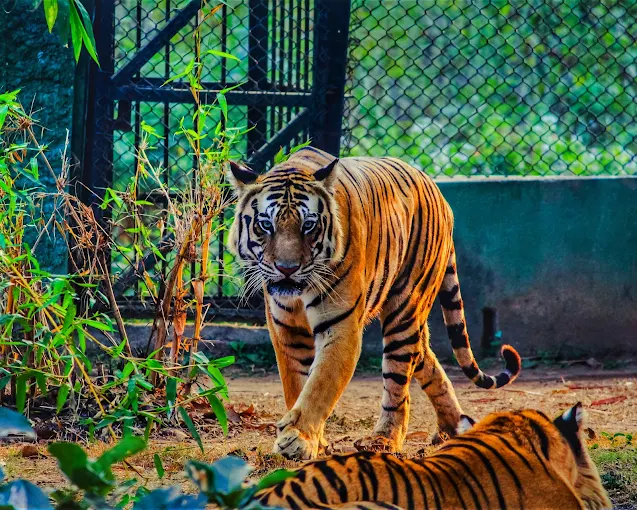 East India's Famous Wildlife and Bird Sanctuary is full of adventure