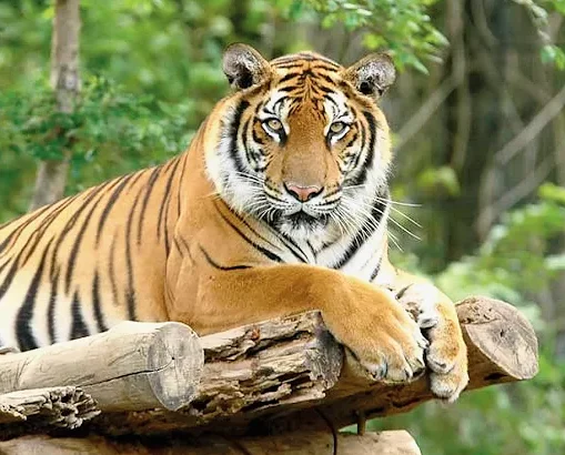 East India's Famous Wildlife and Bird Sanctuary is full of adventure