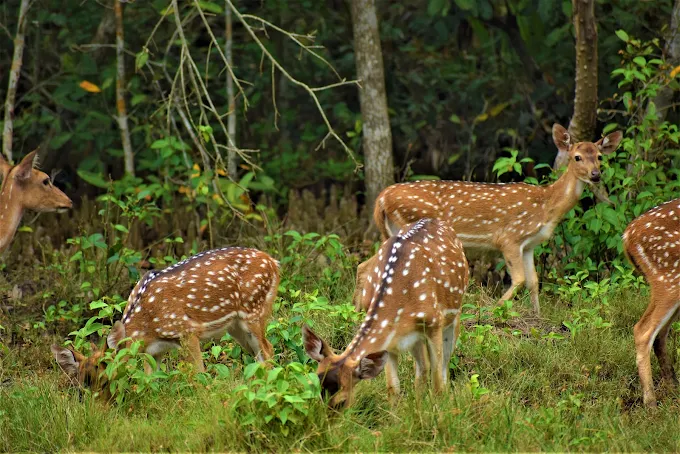 East India's Famous Wildlife and Bird Sanctuary is full of adventure